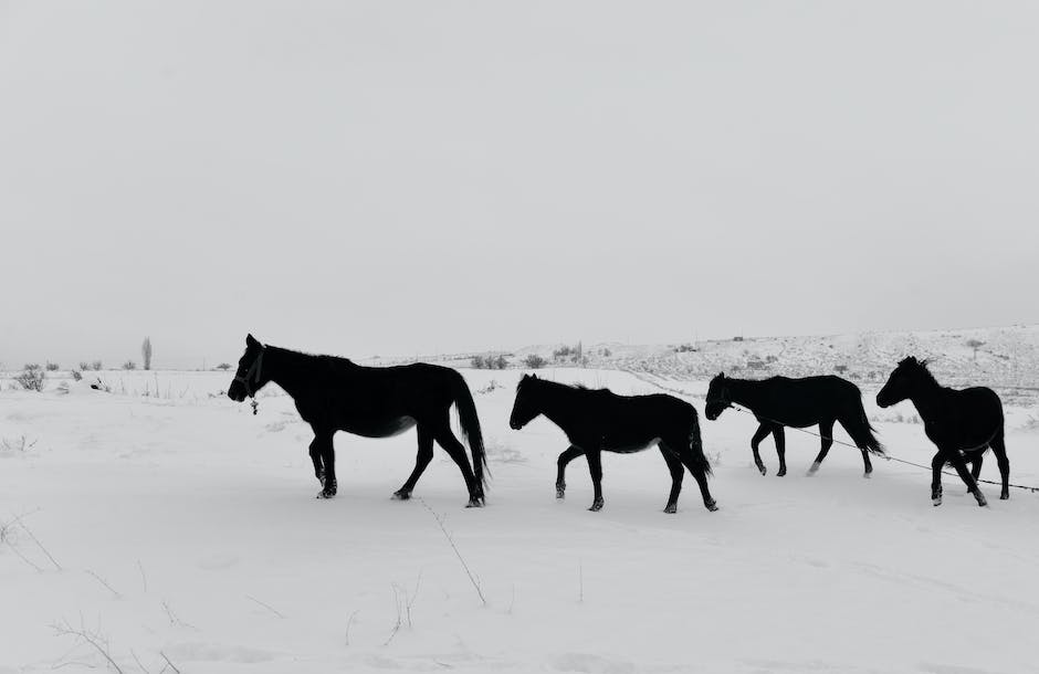 warum spinnen pferde im winter_2