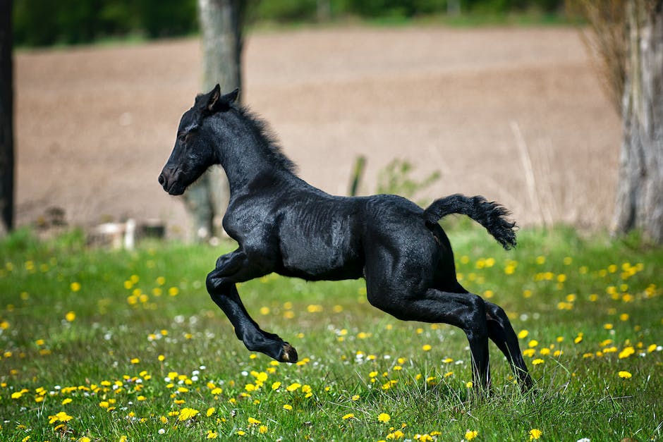 wie heißt das größte pferd der welt_2