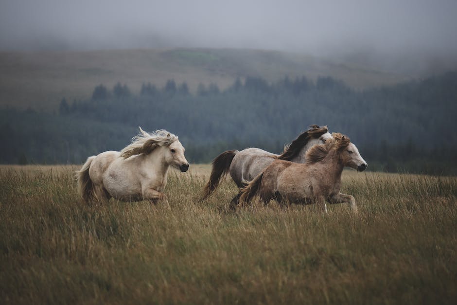 wie heißt das pferd von elsa_2