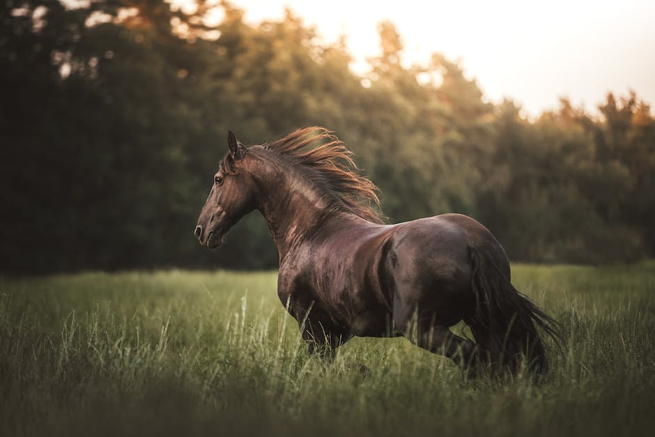 wie heißt das pferd von regenbogen yakari_2