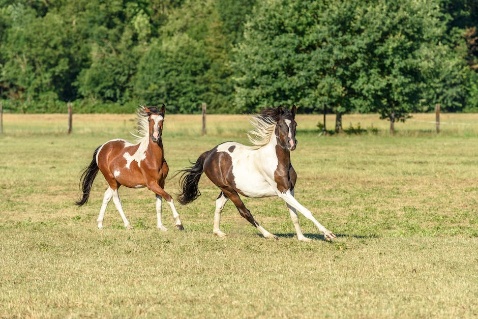 wie lange kann ein pferd am stück laufen_1