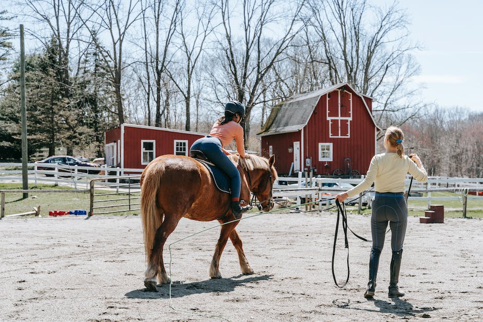 wie lange sollte man ein pferd am tag reiten_1