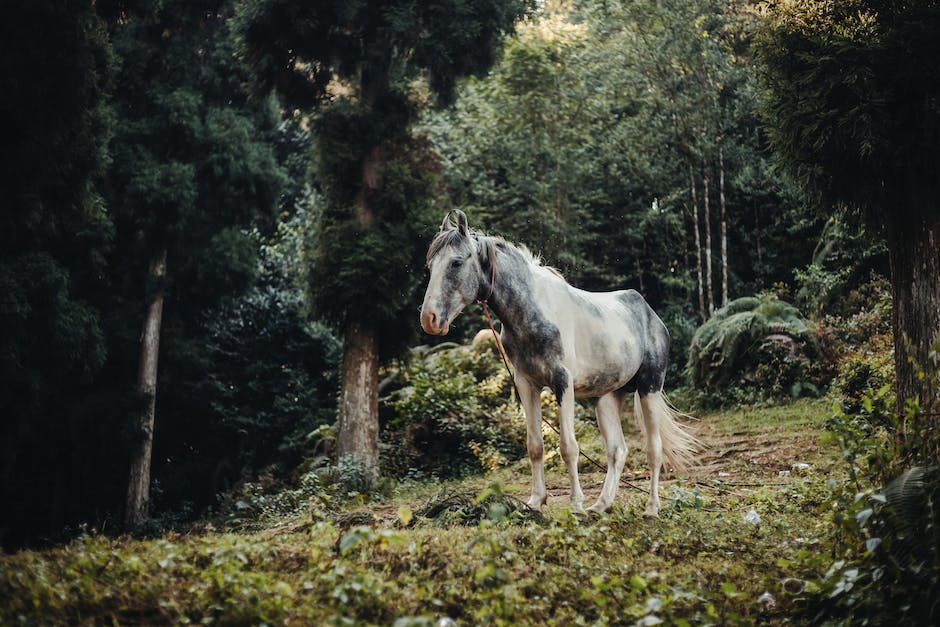 welche wurmkur im herbst pferd_2