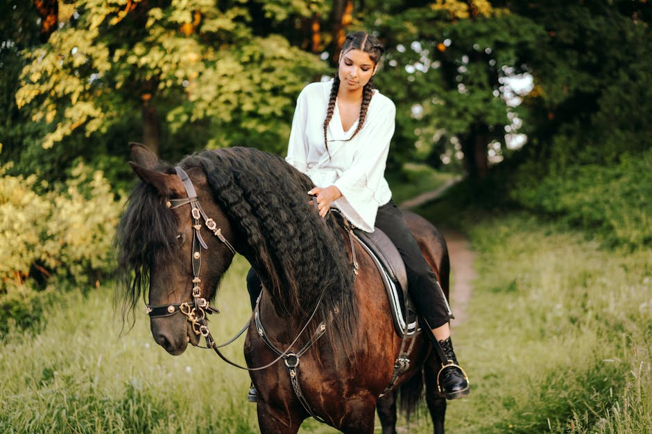 welches pferd kann ich mit 100 kg reiten_1