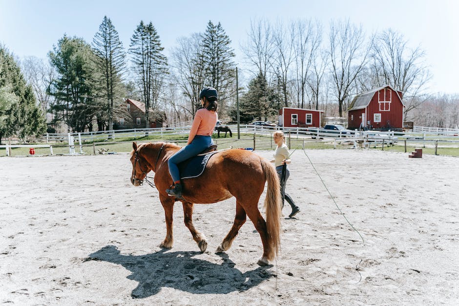 welches pferd kann ich mit 100 kg reiten_2