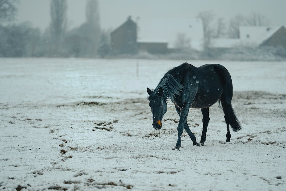 wer ist der reiter auf dem weißen pferd_2