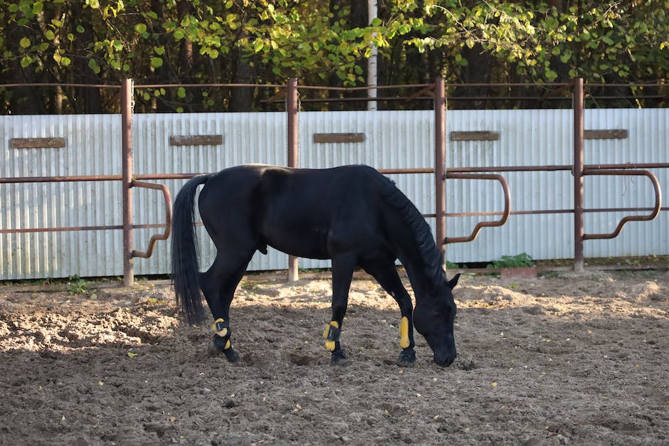 wie viel darf ein pferd tragen_2