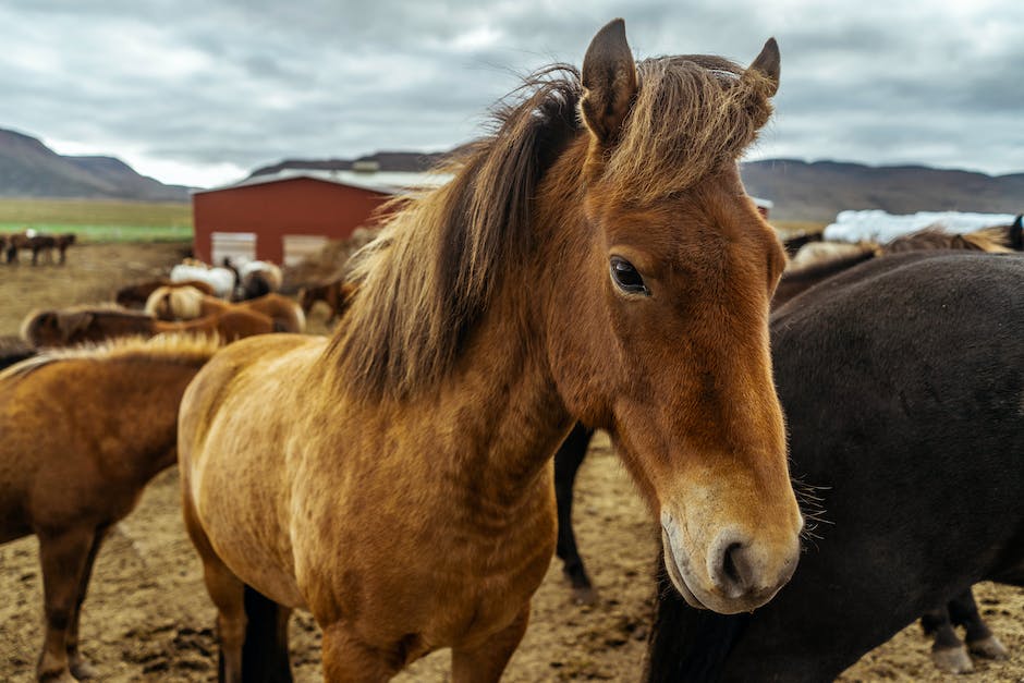 wie viel kostet ein pferd durchschnittlich im monat_1